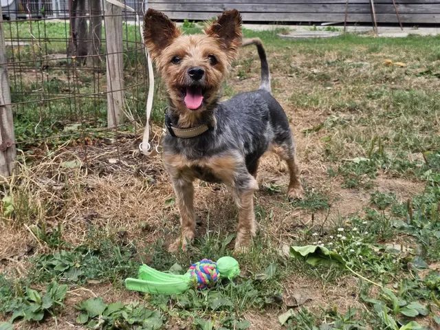 Im Tierheim hat sich Yorkshire-Terrier-Mischling Rocky längst in viele Herzen geschlichen.  | Foto: Tierheim Linz