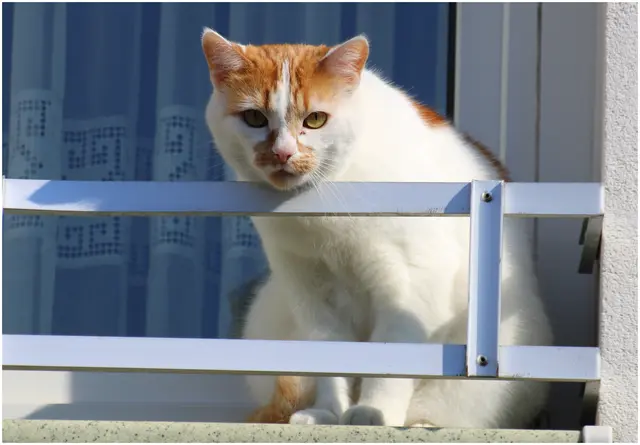 ..die hübsche Katze genießt ebenerdig 