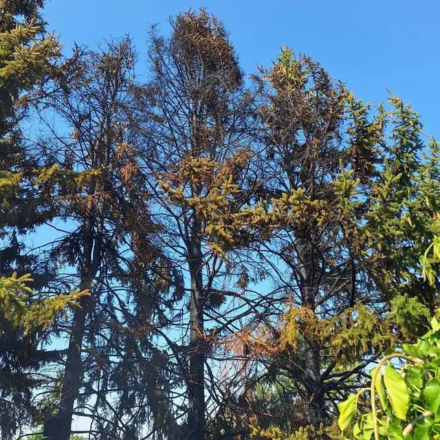 Angrenzende Bäume begannen zu brennen. | Foto: FF Groß Siegharts