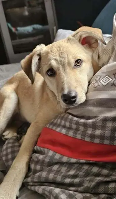 STITCH, geboren 11/2025
Stitch ist unsicher und braucht Menschen, die sowohl Zeit, als auch Geduld mitbringen.
Wenn er sich eingewöhnt hat, ist er ein großer Schmusebub und auch sehr verspielt.
Er lebt auf unserer Pflegestelle mit anderen Hunden zusammen und ist total lieb zu Katzen.
Bei fremden Menschen, vor allem bei Männern, ist er anfangs ängstlich.
Ein souveräner Zweithund in seiner neuen Familie würde ihm sehr gut tun.
STITCH kann man erreichen unter:
☎️ 0664/1276603
✏️ tullner-pfotenhilfe@gmx.at | Foto: Tullner Pfotenhilfe