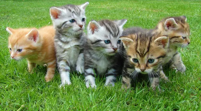 Woher der Welt-Katzen-Tag ursprünglich kommt und wer genau ihn ins Leben gerufen hat ist nicht bekannt.  | Foto: pixabay