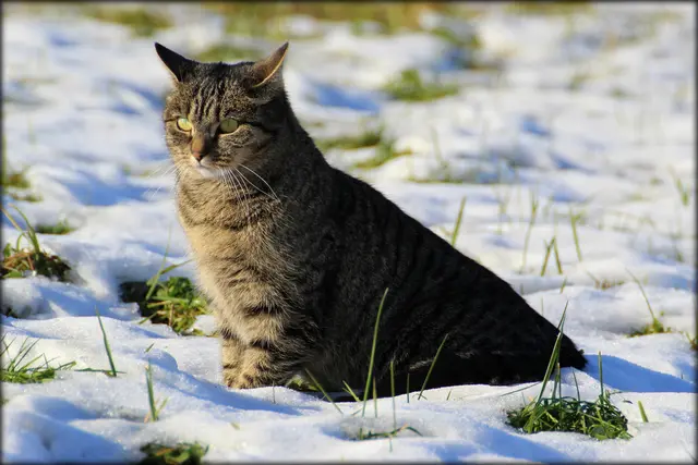 ....nicht sehr begeistert scheint die Katze 