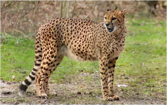 Gepardendame Moira ist mit ihren drei Jungtieren im März in den Hellbrunner Zoo eingezogen 