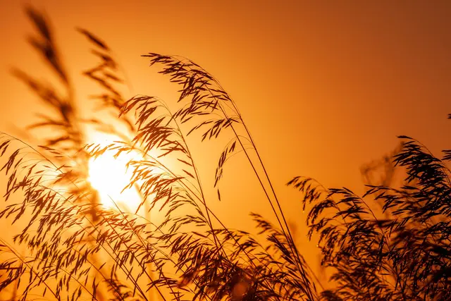Die Hitzewelle hält an: Niederösterreich erwartet erneut Temperaturen bis zu 40 Grad. | Foto: Pexels (Symbolbild)