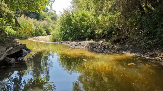 Dramatische Auswirkungen der Trockenheit: Niedrigwasser setzt Fischen in der Gusen zu. | Foto: fotokerschi.at/Werner Kerschbaummayr