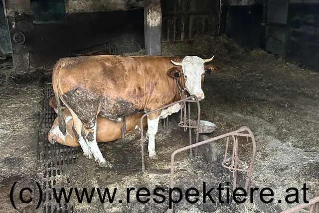 Foto: RespekTiere