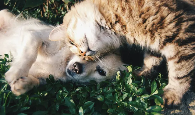 Die größten „Konkurrenten“ der Katzen und Kater sind meist Hündinnen und Hunde, zumindest wenn es um den Platz im Herzen der Menschen geht.  | Foto: Krista Mangulsone/Unsplash