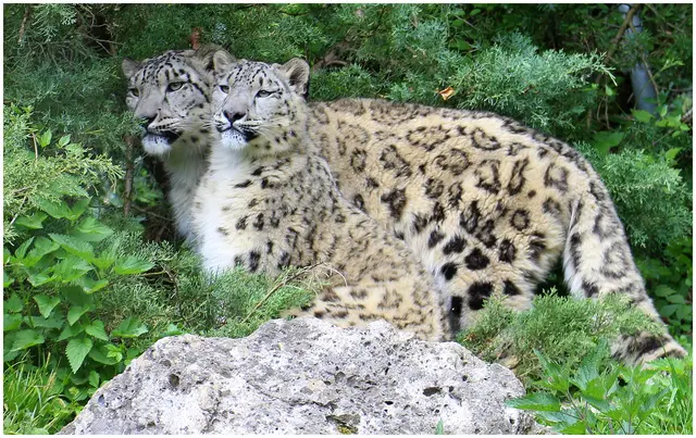 Schneeleopardenmama mit ihrer Tochter/ Hellbrunn