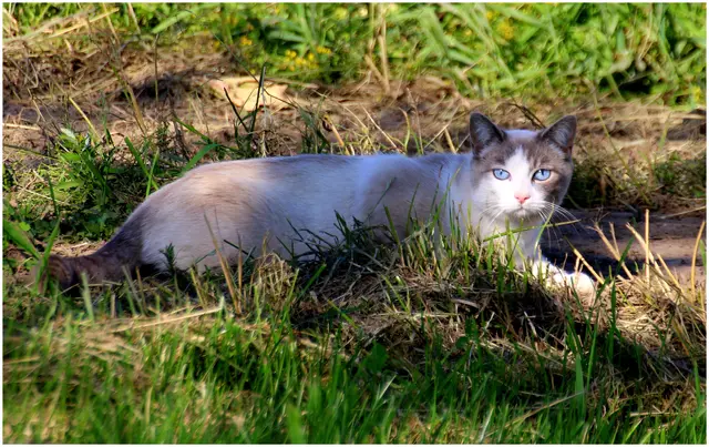 Katze im Feld