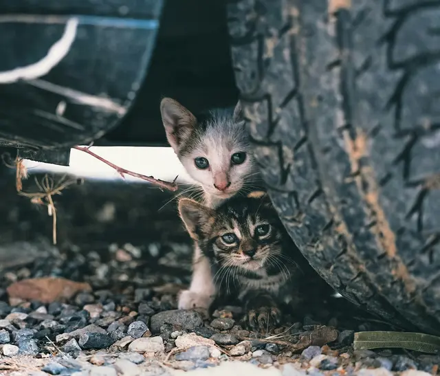 Um diese Kätzchen kümmert sich meist niemand, sie haben oft Krankheiten, werden nie Kastriert und vermehren sich weiter. | Foto: unsplash