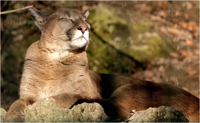 der Puma genießt die Sonne im Zoo Hellbrunn