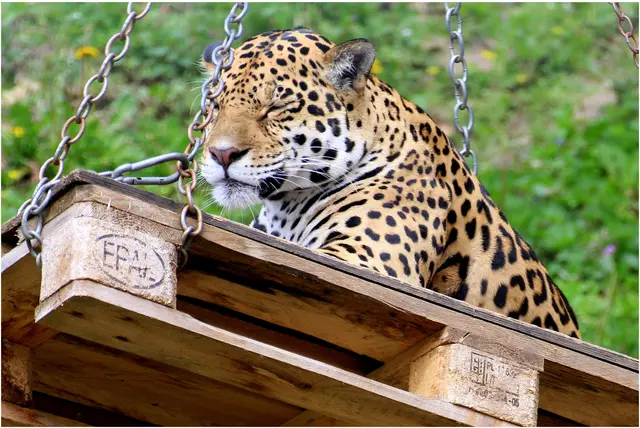 Jaguarmädchen im Hellbrunner Zoo