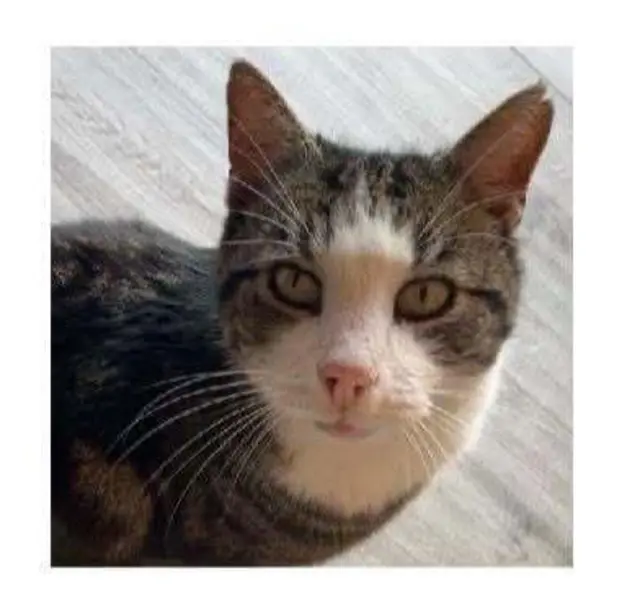 Wer hat FELIX gesehen...?
VERMISST in 3442 LANGENROHR 
Der liebe Felix wohnt in der Kirchenstraße und seine Familie ist erreichbar unter:
☎️ 0699/12852391 | Foto: Tullner Pfotenhilfe