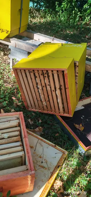 Die Brut sei wegen des Vandalismusaktes gestorben. | Foto: zVg