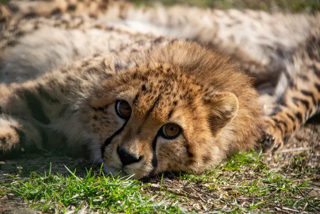 Wilderei, schrumpfende Lebensräume und geringes Nahrungsangebot führen dazu, dass die eleganten Tiere zunehmend bedroht sind. | Foto: Zoo Salzburg/Jasmin Kiener