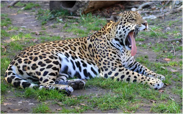 ...lange mach ich das Maul nicht mehr auf :-), Jaguar im Zoo Hellbrunn