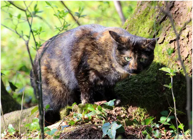 vom Vogelgezwitscher angelockt schlich der Jäger um die Futterstelle 
