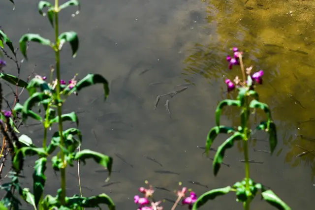 Dramatische Auswirkungen der Trockenheit: Niedrigwasser setzt Fischen in der Gusen zu. | Foto: fotokerschi.at/Werner Kerschbaummayr
