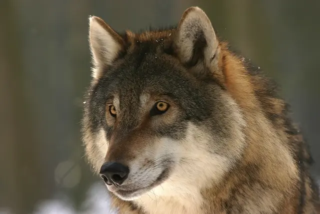 Nach Angaben des Landes Tirol besteht aufgrund des festgestellten Rissbildes der konkrete Verdacht, dass ein Wolf für die Angriffe verantwortlich ist. (Symbolbild) | Foto: pixabay