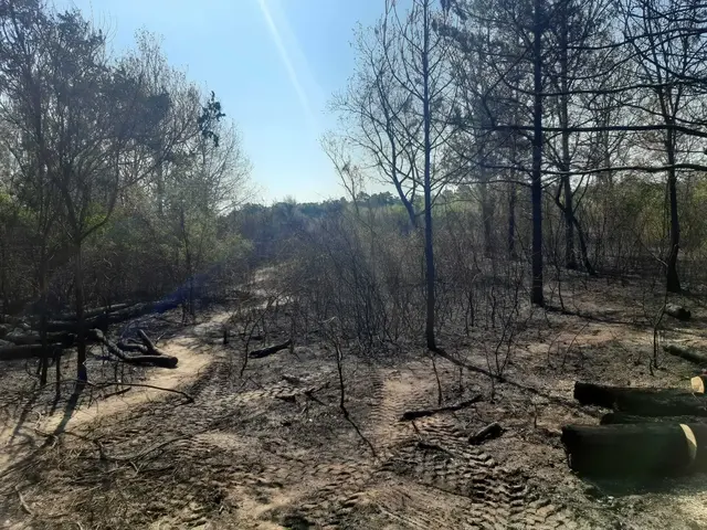 Am Mittwoch, 5. August, konnte um 10 Uhr das offizielle "Brand aus" aus der Lobau gemeldet werden.  | Foto: Margit Bures
