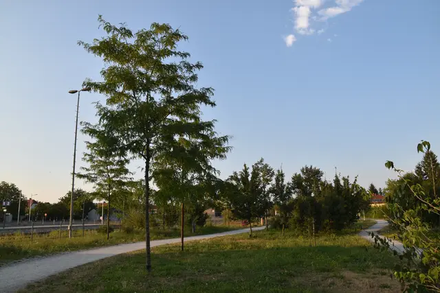 Der Stadtwald als "grüne Oase" für die Bevölkerung im Wieselburger Zentrum | Foto: Roland Mayr/MeinBezirk Scheibbs