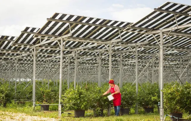 Beerenpflanzen unter PV-Anlage