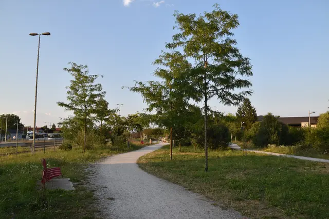 Der Stadtwald als "grüne Oase" für die Bevölkerung im Wieselburger Zentrum | Foto: Roland Mayr/MeinBezirk Scheibbs