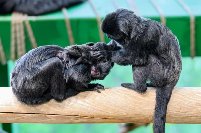 Sie leben in kleinen Familienverbänden, in denen sich alle an der Aufzucht des Nachwuchses beteiligen.  | Foto: Haus des Meeres
