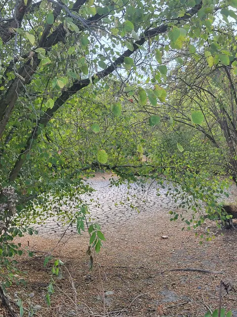 Ein kleiner Teich ist bereits völlig ausgetrocknet. | Foto: Magistrat Steyr I Presse