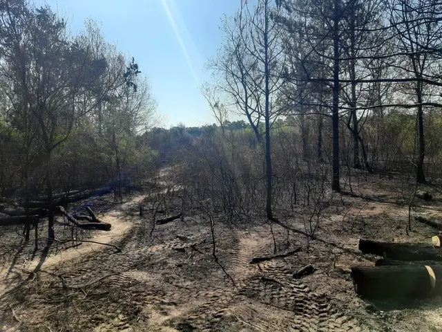 Am Mittwoch, 5. August, konnte um 10 Uhr das offizielle "Brand aus" aus der Lobau gemeldet werden.  | Foto: Margit Bures