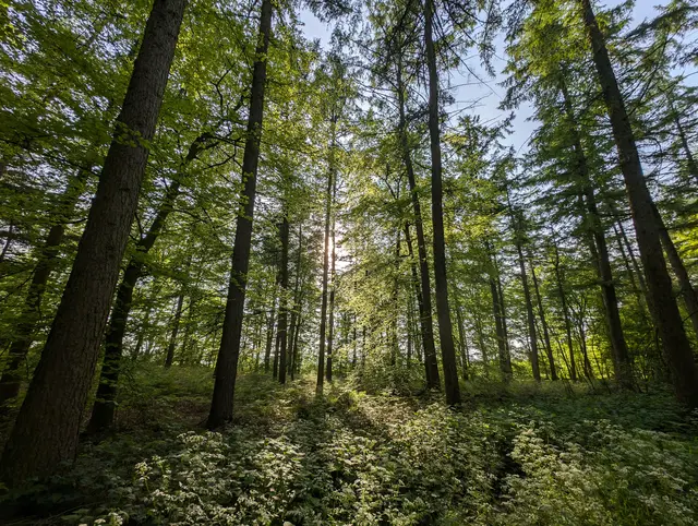 Satellitengestützte Waldbeobachtung und KI-gestützte Schadensfrüherkennung sollen helfen, Wälder im Alpenraum klimafit zu machen. | Foto: Pexels
