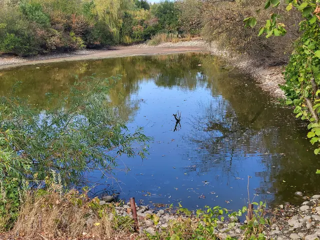 Die Stadtgut-Teiche trocknen aus und werden deshalb seit Wochen abgefischt. | Foto: Magistrat Steyr I Presse