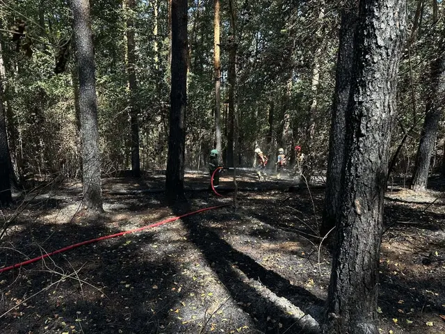 40.000 Quadratmeter Waldfläche standen in Brand. | Foto: BFKDO Mattersburg