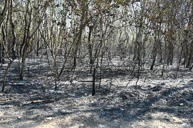 Gut 18 Hektar Wald sind vom Brand betroffen. | Foto: Stadt Wien/Feuerwehr