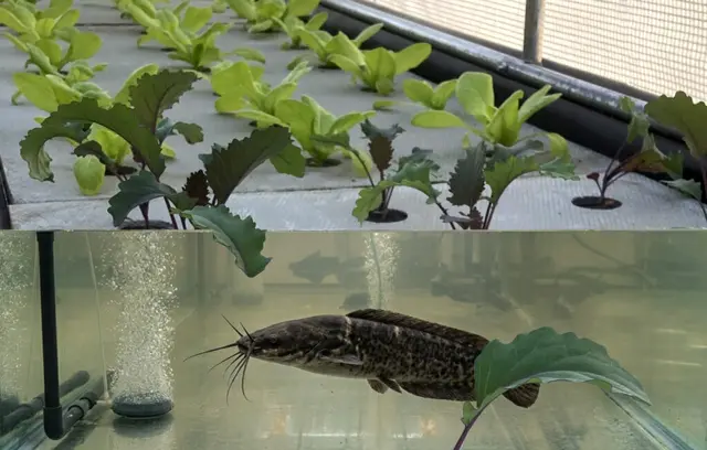 Pflanzen und Fisch