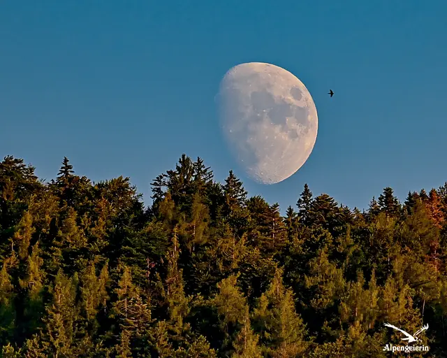 Eine friedliche Abendstimmung um 20:20 Uhr, bei der das sanfte Licht der untergehenden Sonne die Baumwipfel wärmt, während der fast volle Mond und ein einzelner Vogel am klaren blauen Himmel zusammentreffen.

Mit herzlichen Grüßen 
Janet Bleiker

Wörgl 24.07.2026 20:20 | Foto: Janet Bleiker