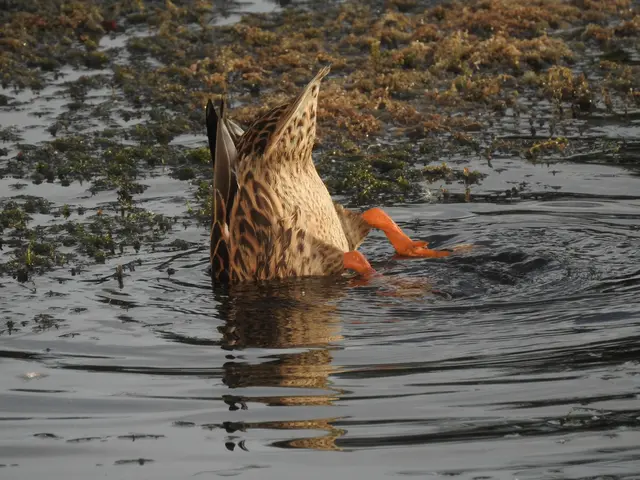 Mensch und Tier sollen den Kontakt mit dem Wasser derzeit unbedingt meiden.