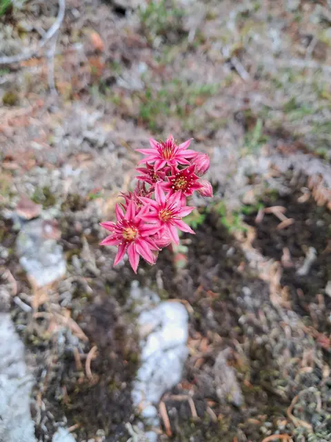 Die Spinnweb-Hauswurz hat ihre natürliche Verbreitung in den europäischen Gebirgen von den Pyrenäen bis in die Ostalpen und südlich bis in die Apenninen und Korsika. Sie wächst häufig auf Felsen, Felsschutt, Weiden und Wiesen. Sie bevorzugt saures Bodenmilieu auf silikatischem Substrat und wächst von 280 m bis 2900 Meter.