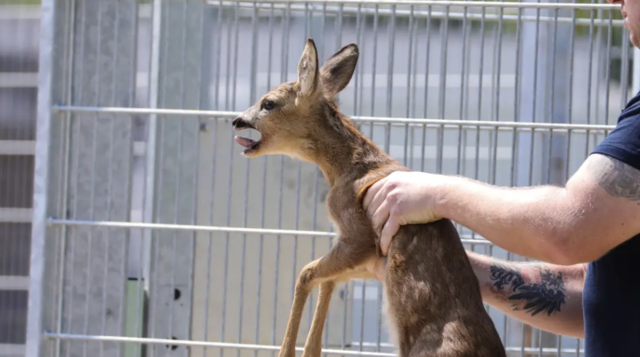 Immer wieder geraten Rehe aufgrund der Trockenheit in der Region Wels in die Welt des Menschen und damit in missliche Lagen. | Foto: laumat.at