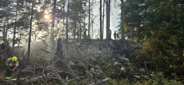 Waldbrände wie jener in Unterlaussa (Gemeinde Weyer) letzte Woche haben verheerende Auswirkungen auf die Natur.