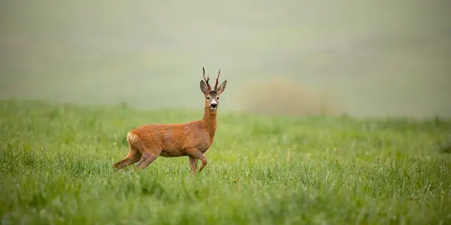 Die anhaltende Trockenheit in Wels-Land und dadurch verursachte Dürre treiben Wildtiere vermehrt ins Siedlungsgebiet. | Foto: smarterpix/JakubMrocek
