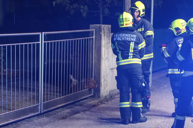 Das Reh konnte von der Feuerwehr Marchtrenk gerettet werden. | Foto: laumat.at
