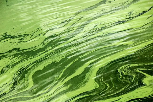 Blaualgen sind eigentlich Cyanobakterien und in warmen Gewässern keine Seltenheit.