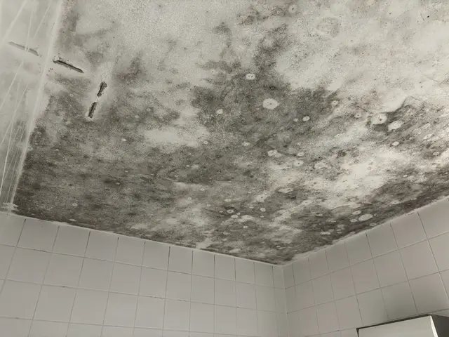 Der Schimmel im Badezimmer von Grupchevski bedeckt beinahe die gesamte Decke.  | Foto: Luca Arztmann/MeinBezirk