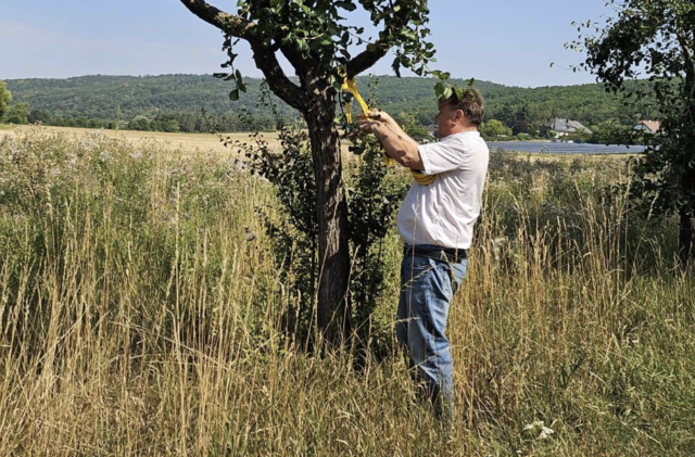 Bundesrat und Horner Stadtrat Klemens Kofler kennzeichnete mehrere Obstbäume. | Foto: FPÖ Bezirk Horn