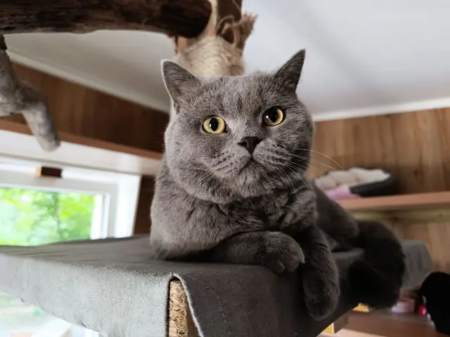 Der Österreichische Tierschutzverein ruft dazu auf, dass Übergewicht bei Katzen ernst zu nehmen.  | Foto:  Österreichischer Tierschutzverein