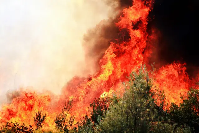 Anfang August wurde ein neuer Höchststand von 318 Waldbränden seit Beginn 2026 gezählt. (Symbolfoto) | Foto: pexels/Yavuz Solgun