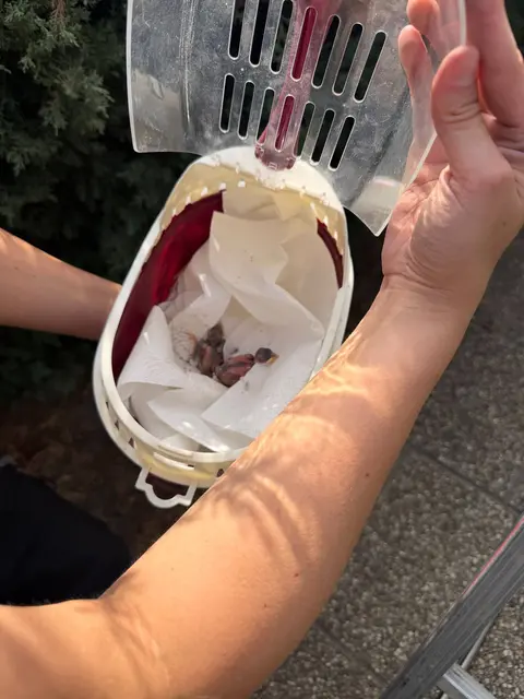 Die Feuerwehr Grafenwörth rettete zwei kleine Vogelbabys. | Foto: FF Grafenwörth/Ploiner