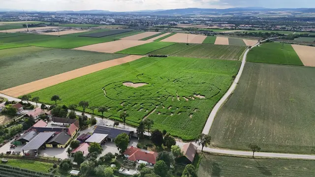 Das Maislabyrinth hat die Form eines Apfels. | Foto: Bioobst Weichhart