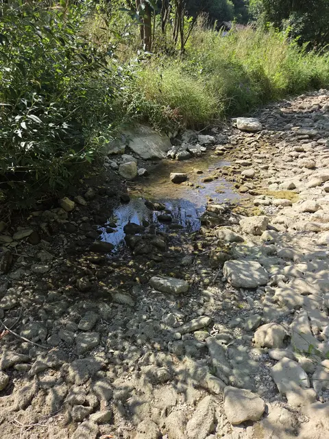 Der Wasserstand in der Schwechat ist dramatisch | Foto: Sportfischereiverein Baden